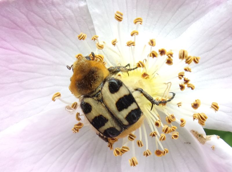 Trichius zonatus (gi T. rosaceus, = T. gallicus ), femmina